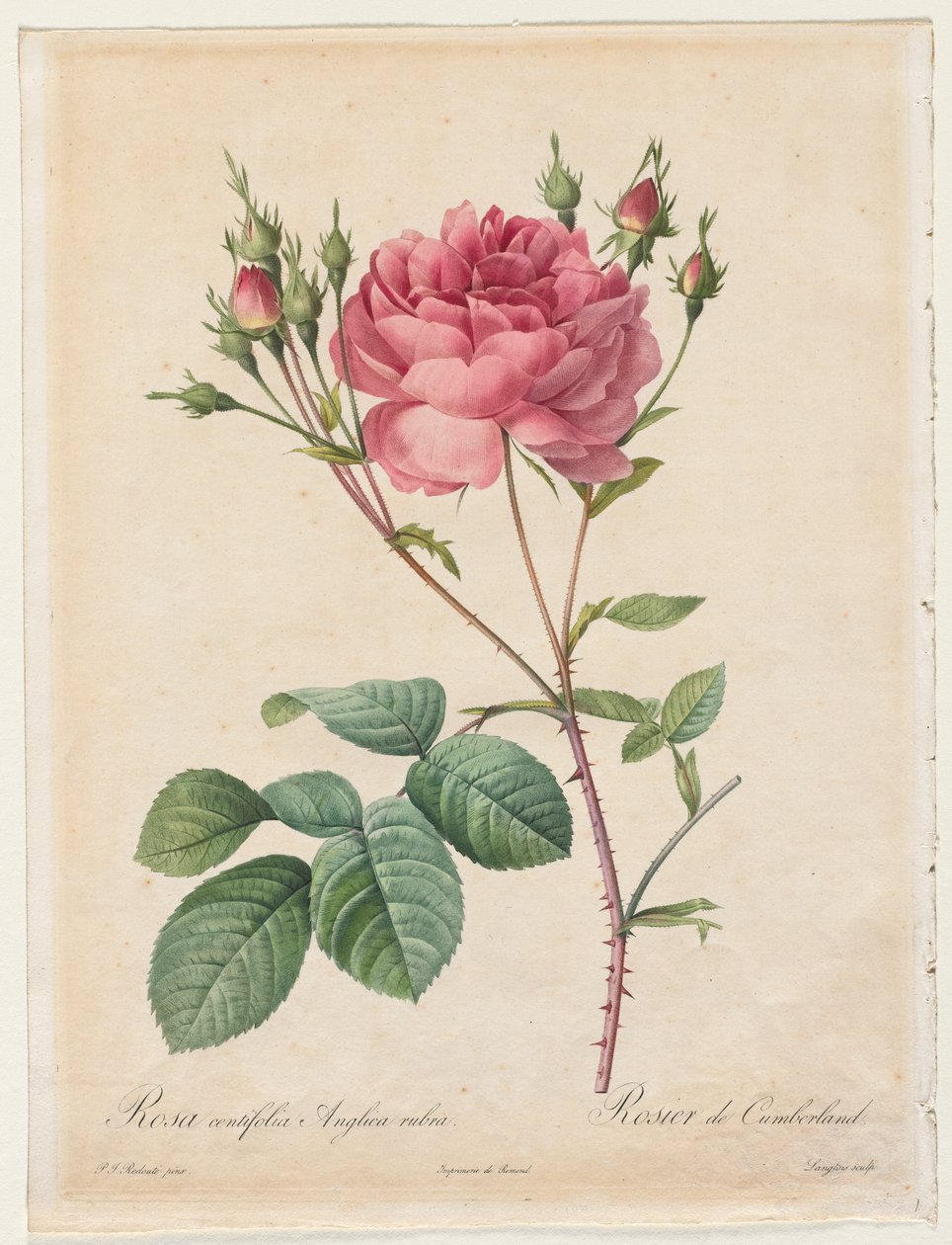 Rosa Centifolia Anglica Rubra av Henry Joseph Redouté