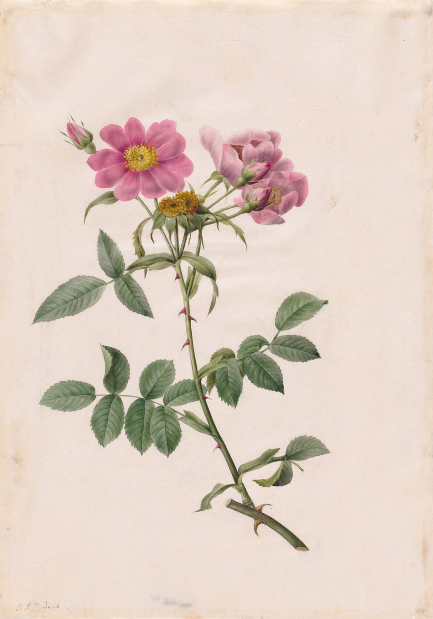 Rosa Monsonian Hill av Henry Joseph Redouté
