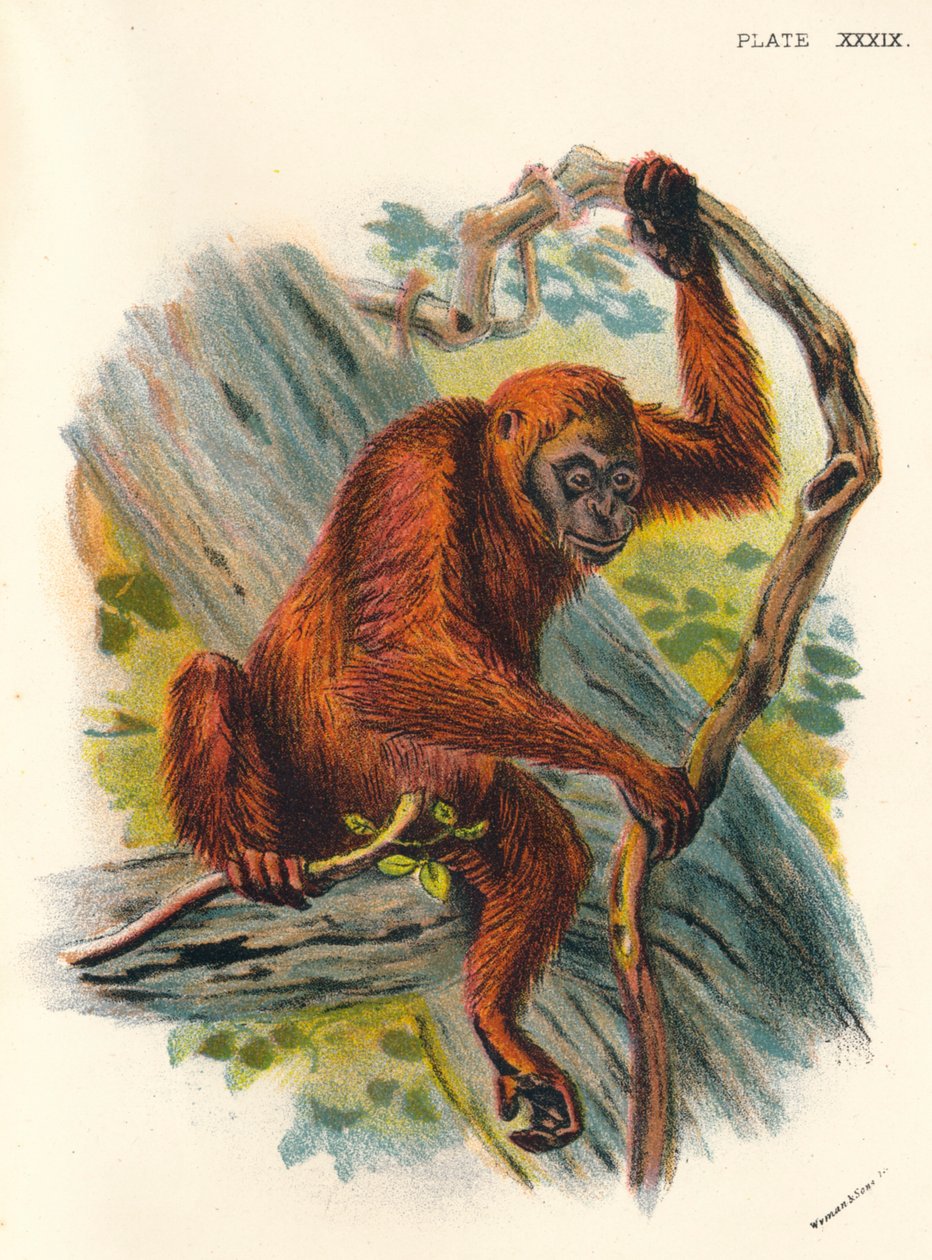 Orang-Utan, 1897 av Henry Ogg Forbes