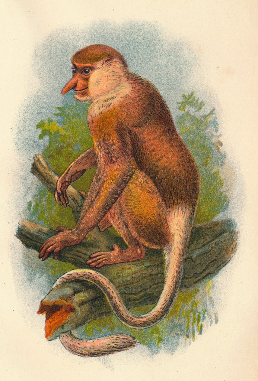 Proboscis Monkey, 1897 av Henry Ogg Forbes