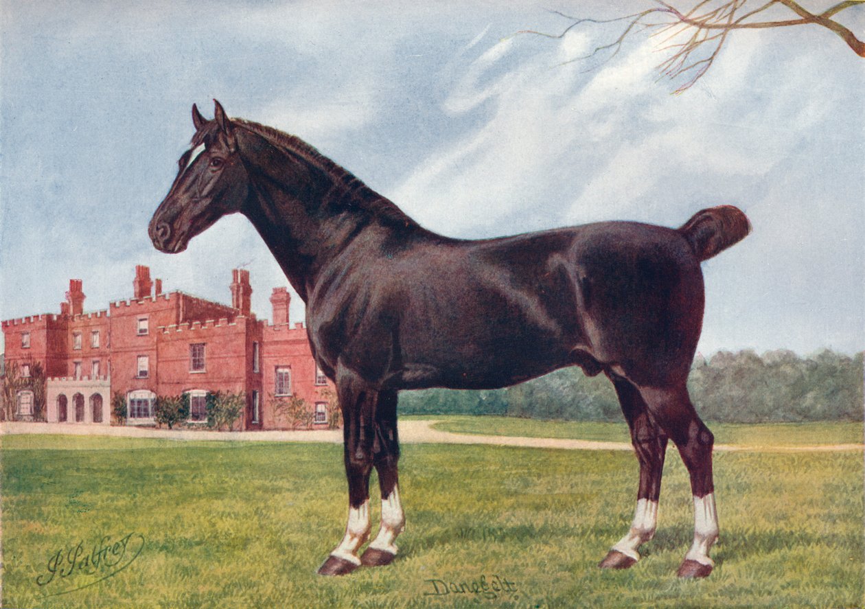 Hackneyhingst Danegelt, c1905 c1910 av Henry Powell Palfrey