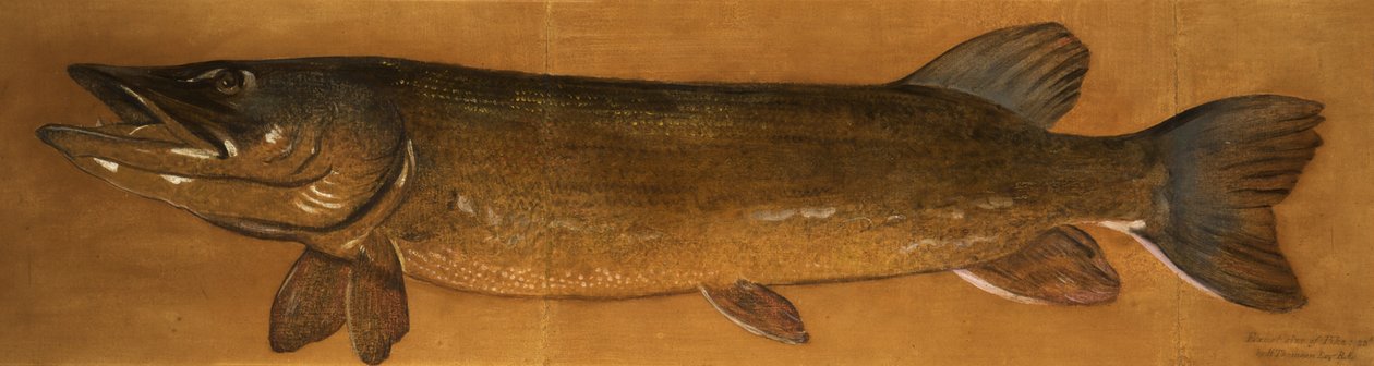 Gädda av Henry Thomson