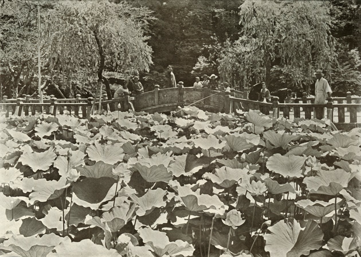 En Lotus Pond, 1910. av Herbert Ponting