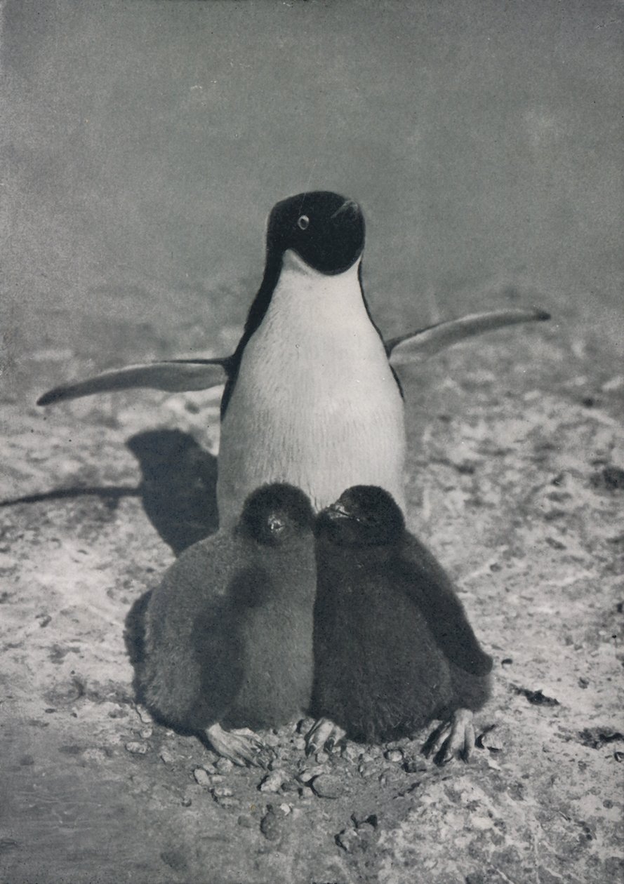 En stolt mamma, c1911, 1913 av Herbert Ponting