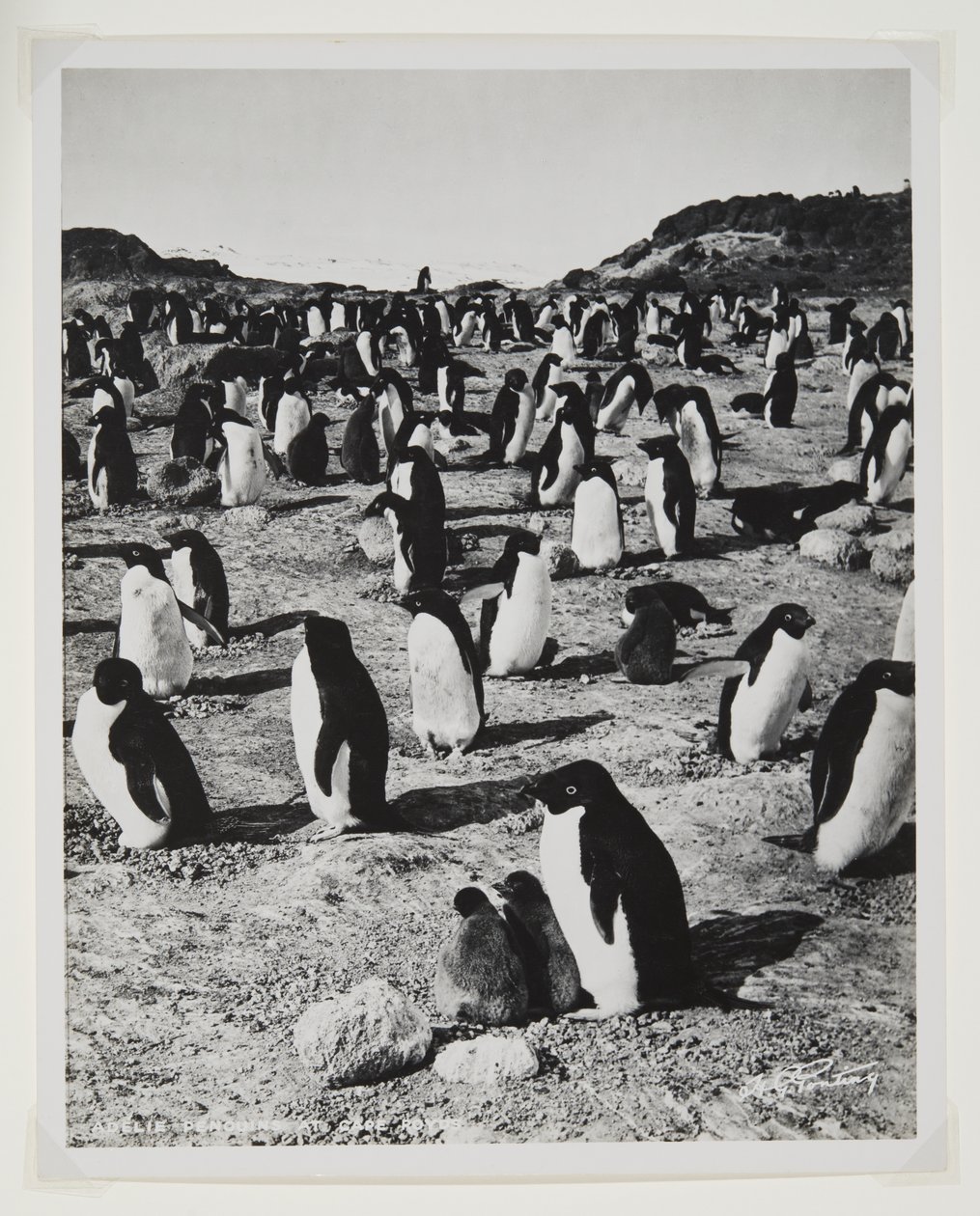 Adelie Penguins på Cape Royds (bromidtryck) av Herbert Ponting