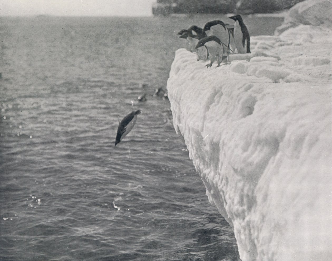 Penguins Diving, c1911, 1913 av Herbert Ponting