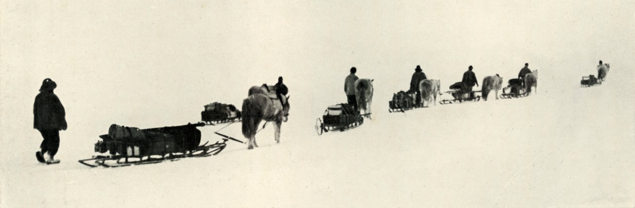 Ponnyer i mars 1911, 1913 av Herbert Ponting