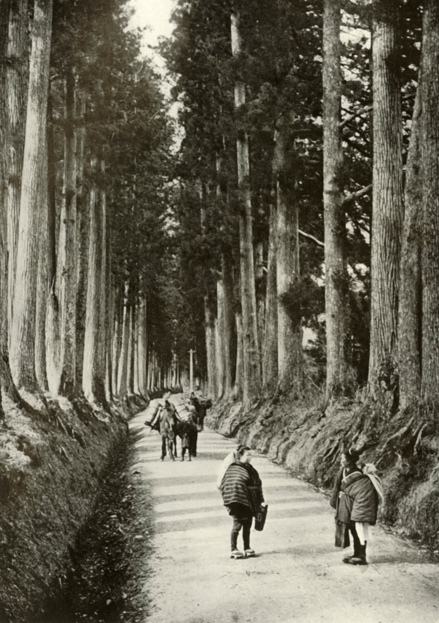 Cryptomerias i Nikko, 1910. av Herbert Ponting