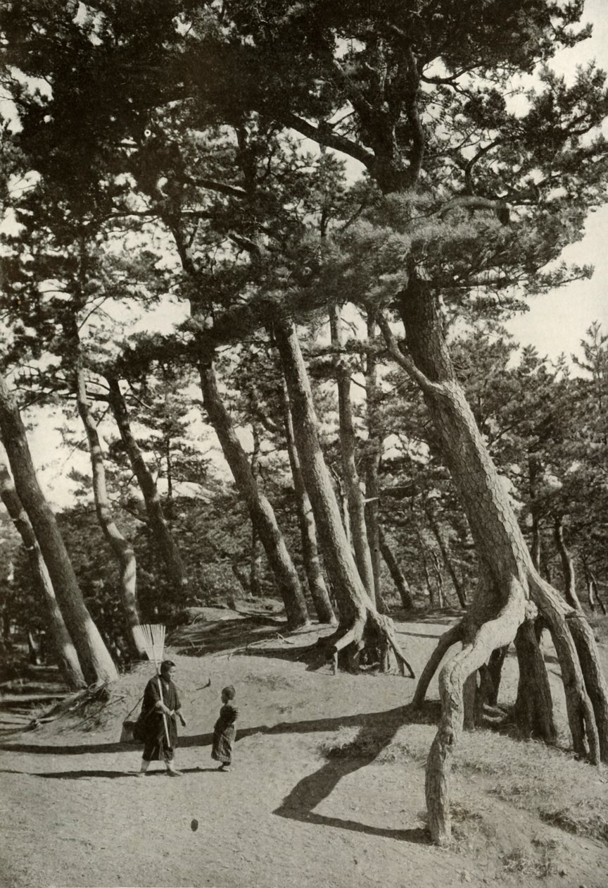 Tallarna i Shizu-Ura, 1910. av Herbert Ponting