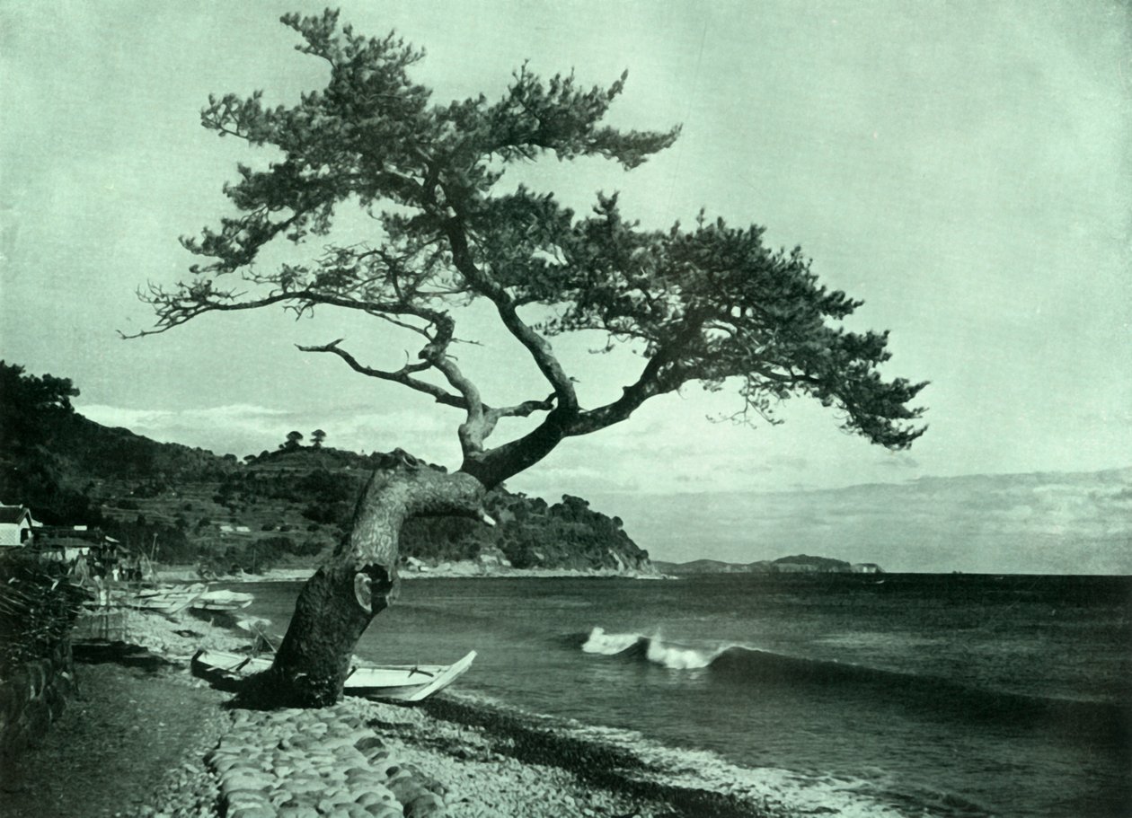 Trädet och vågen, 1910. av Herbert Ponting
