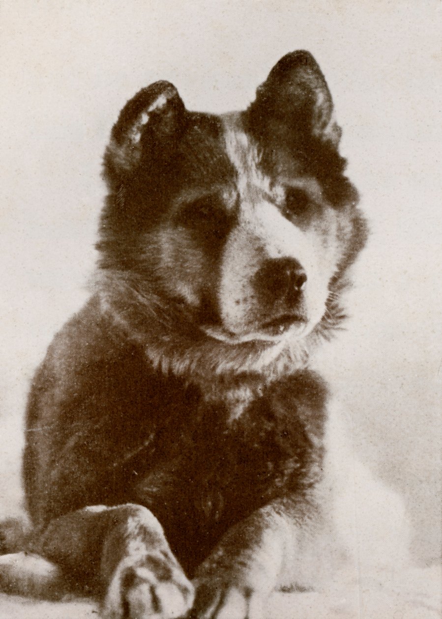 Vida, s.19101913, 1913. av Herbert Ponting