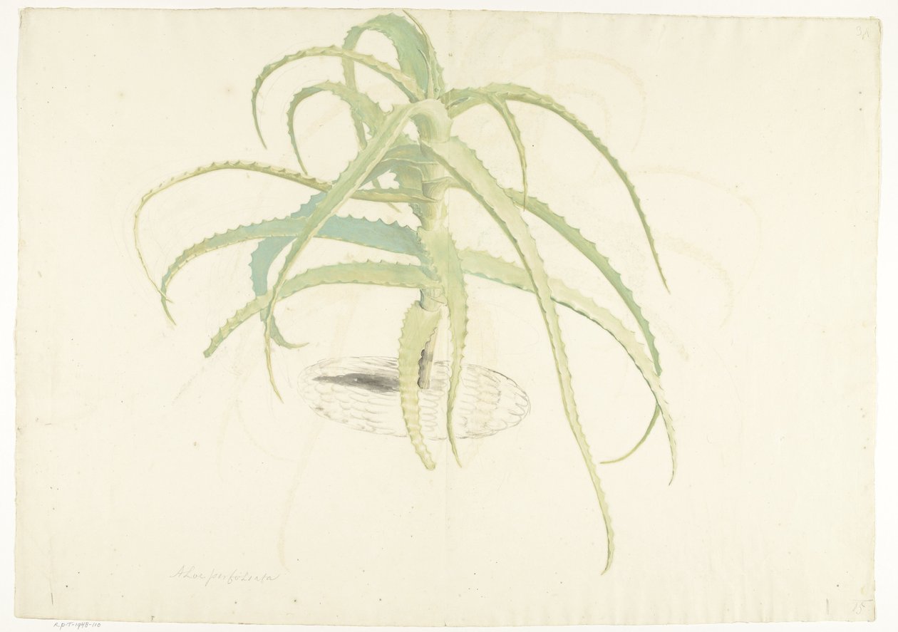 Aloe perfoliata av Herman Saftleven