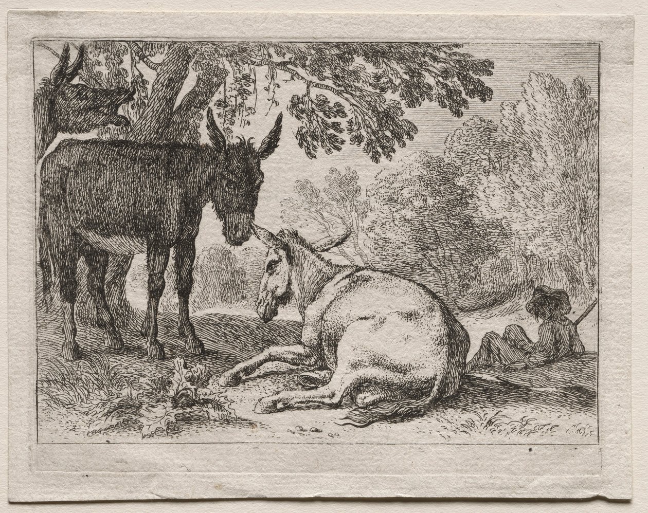 Åsnor. av Herman van Swanevelt