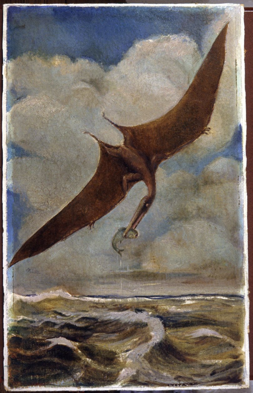 En pterodaktyl. ca 1880 (gouache) av Hungarian School