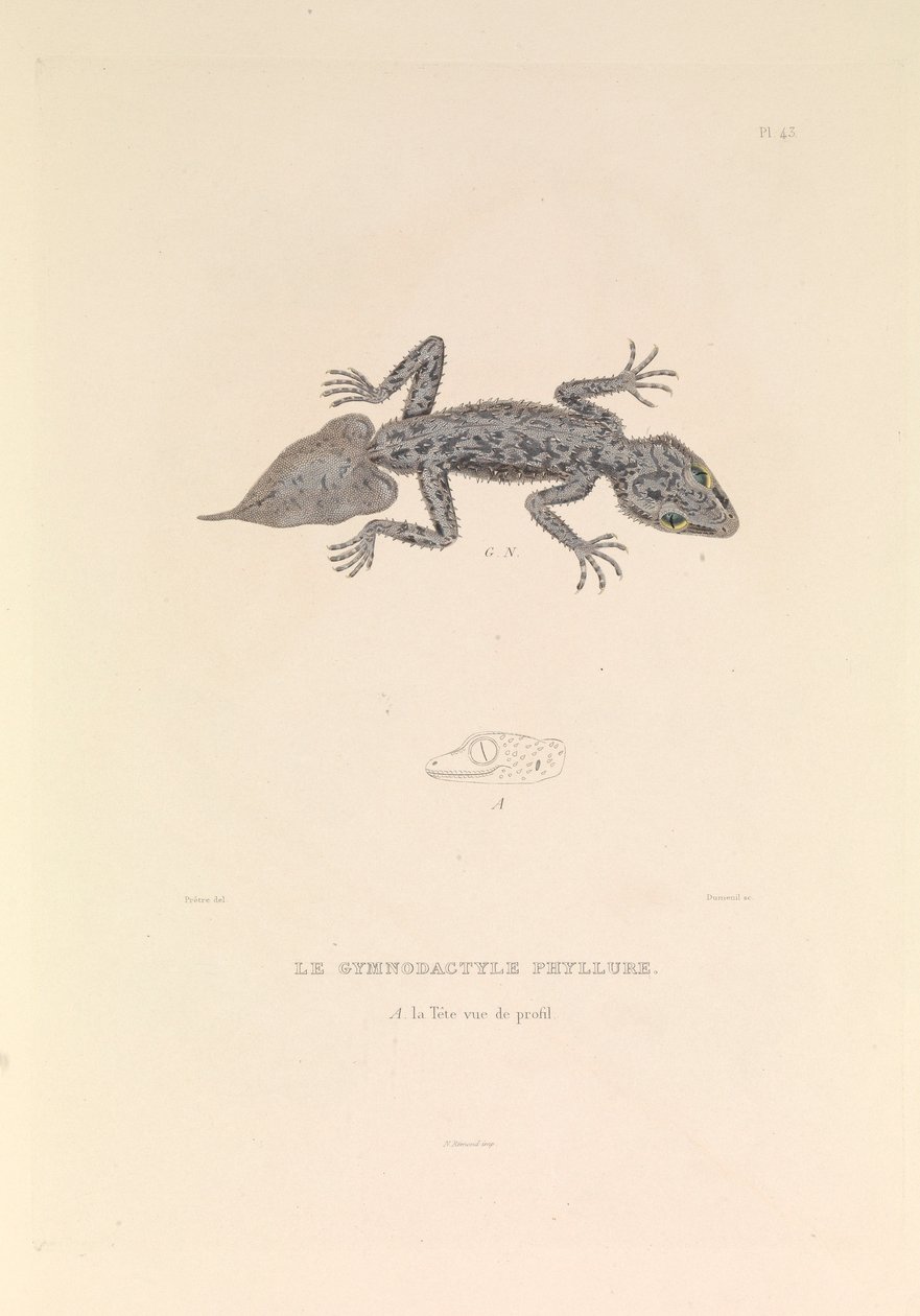 Gymnodactyle Phyllure av Hyacinthe Yves Philippe (1781 1846) Potentien