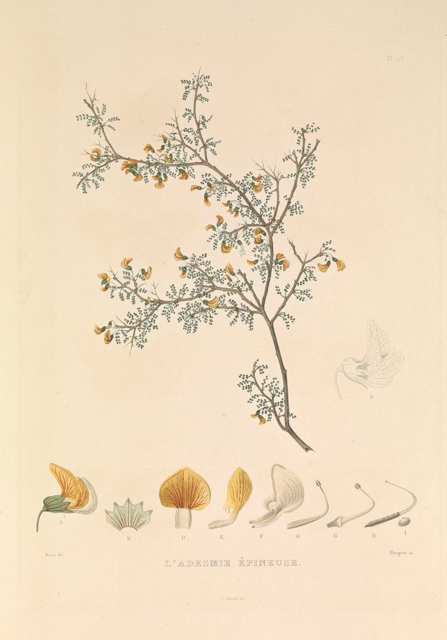 Adesmie Épineuse" (taggig adesmia) av Hyacinthe Yves Philippe (1781 1846) Potentien