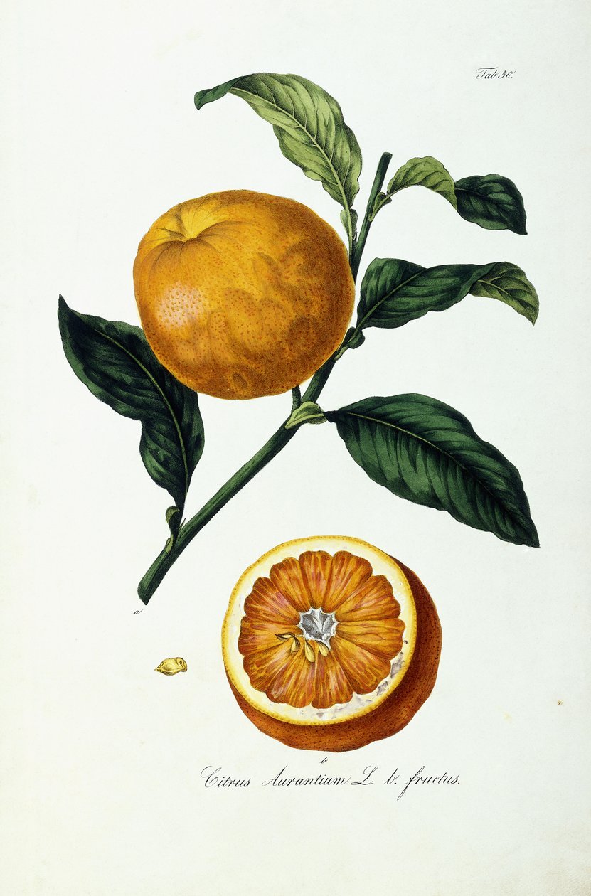 Orange frukt, citrus av Ignaz (after) Strenzl