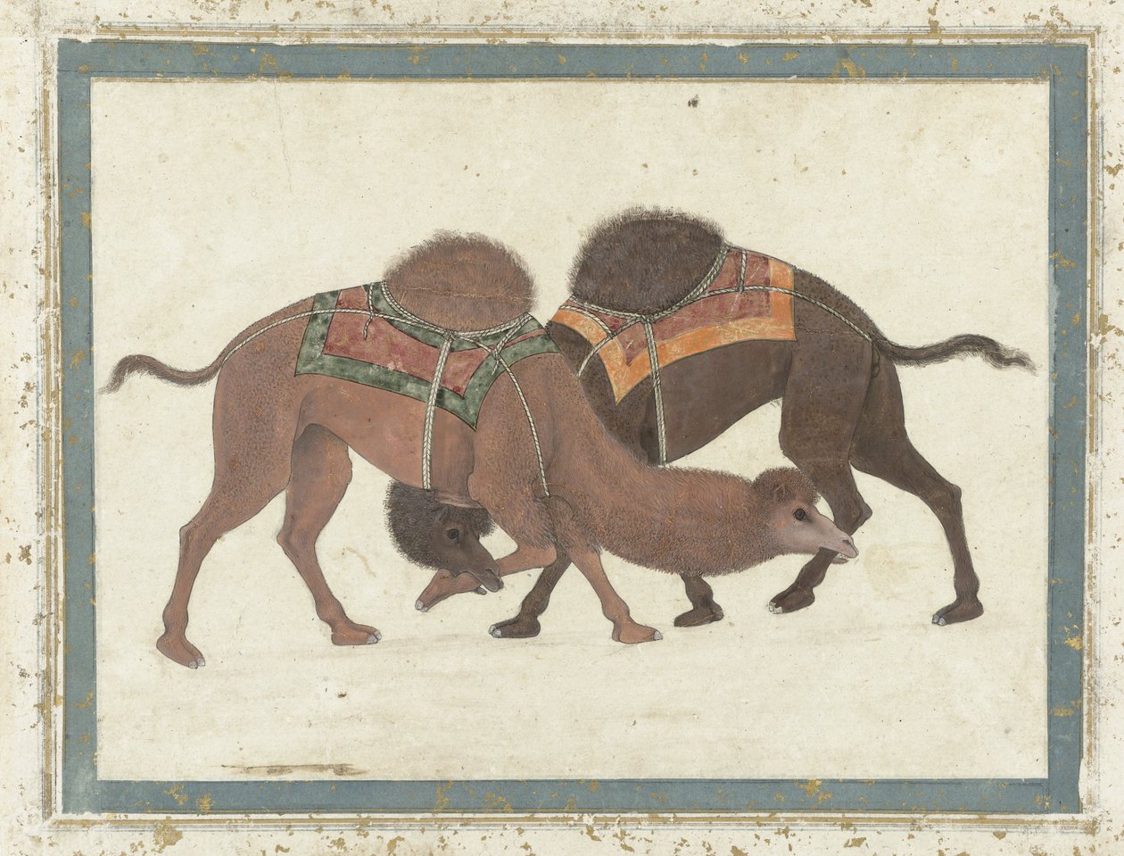 Kämpande kameler, ca 1680-1700 av Indian School
