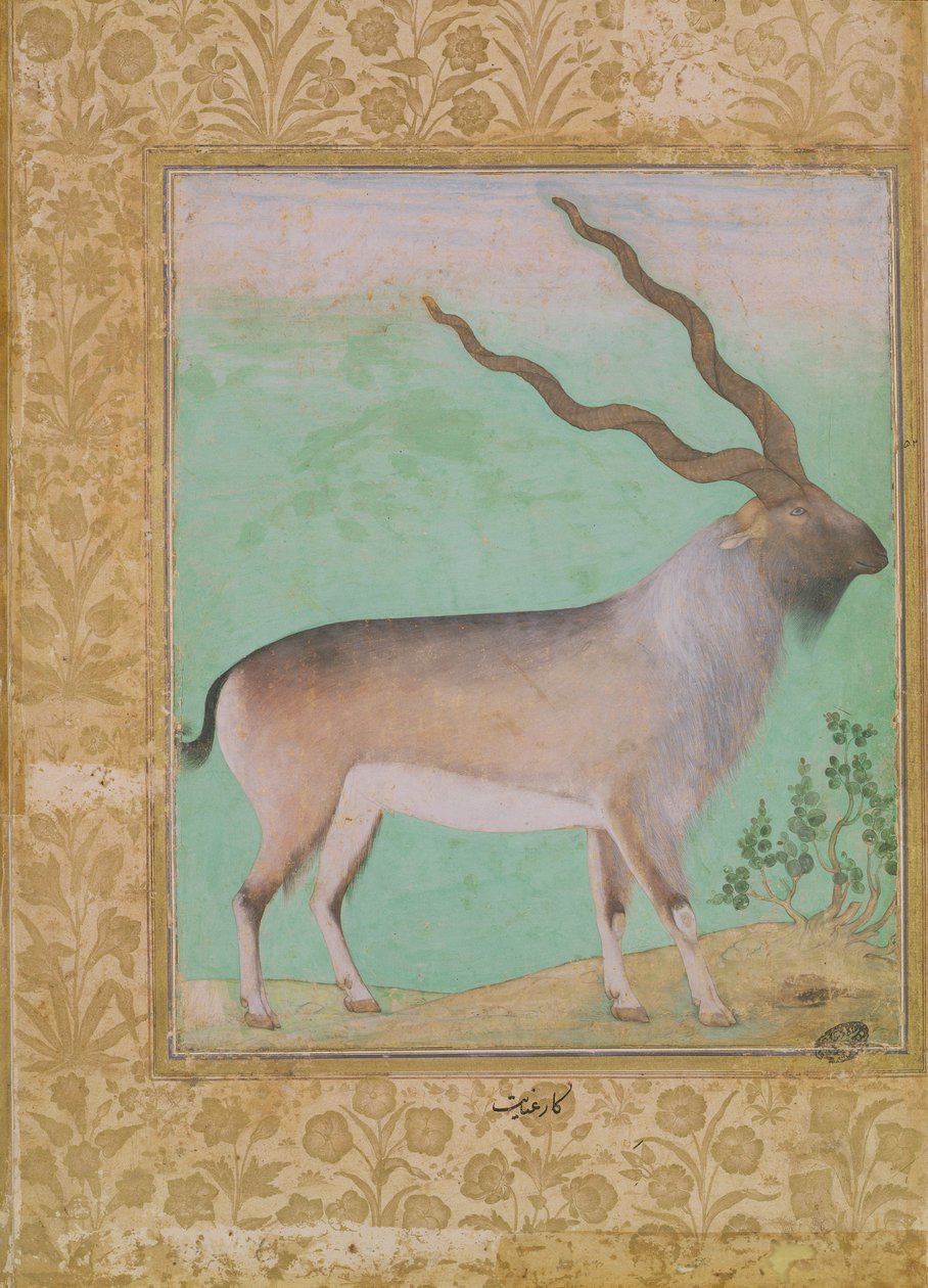 Ibex, Mughal av Indian School