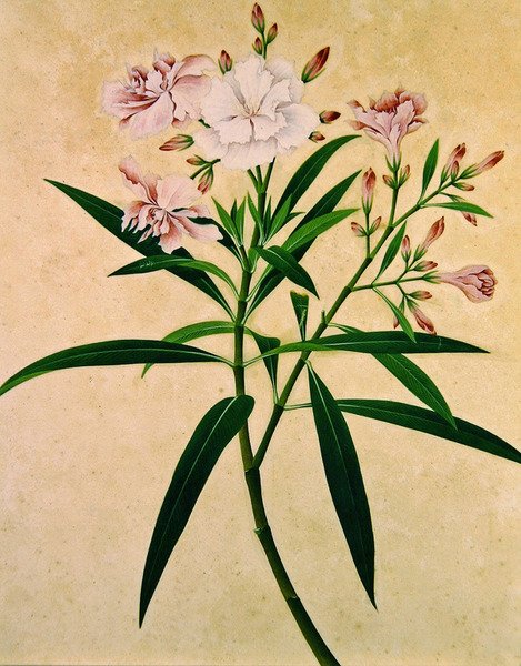 Oleander, ca 1840 (gouache) av Indian School