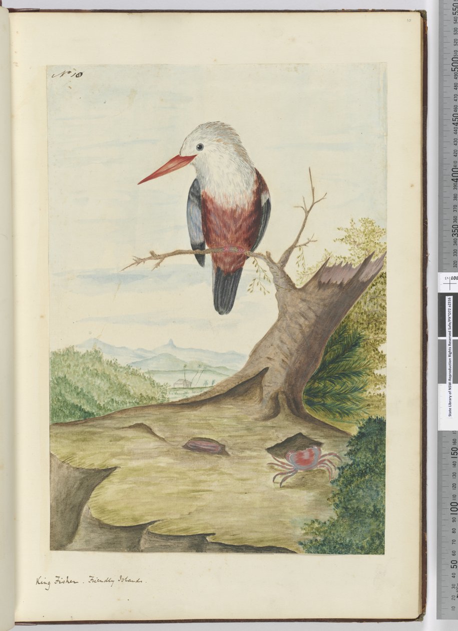 F.10 King fisher. Friendly Islands, 1772-75 (wc) av Isaac Smith