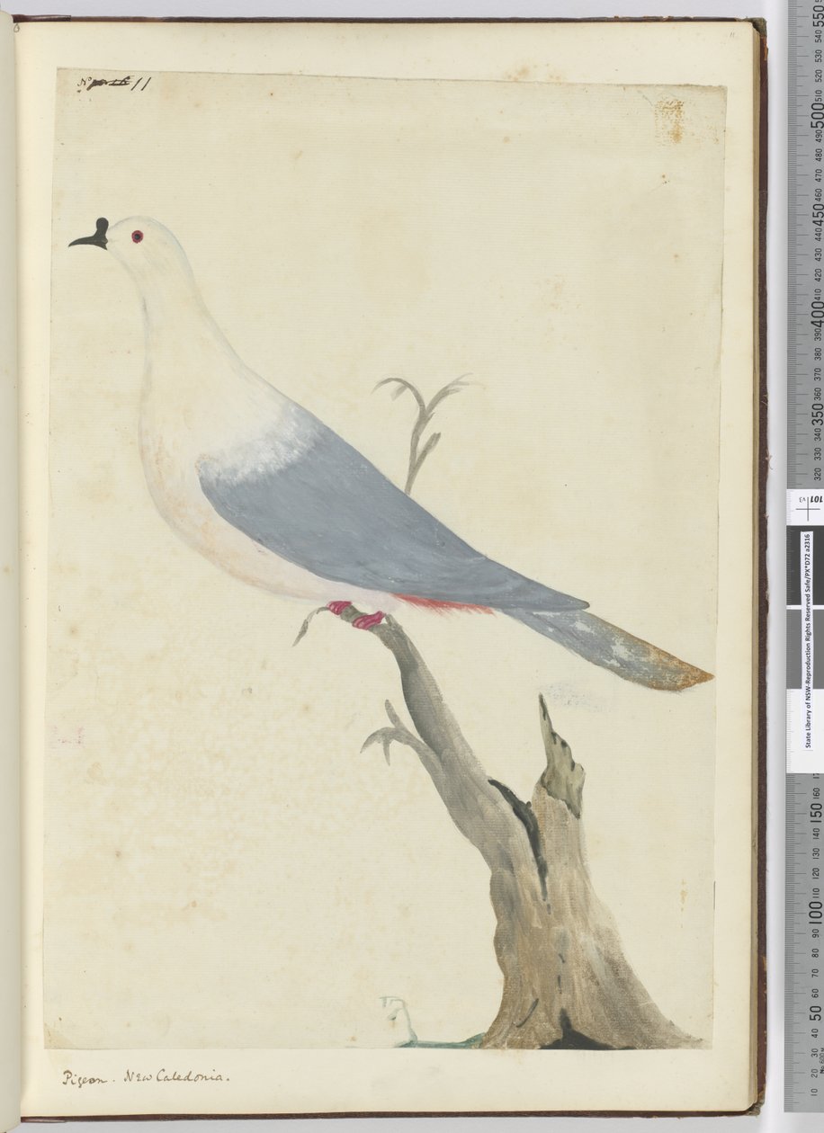 F.11 Duva. Nya Kaledonien, 1772-75 (wc) av Isaac Smith