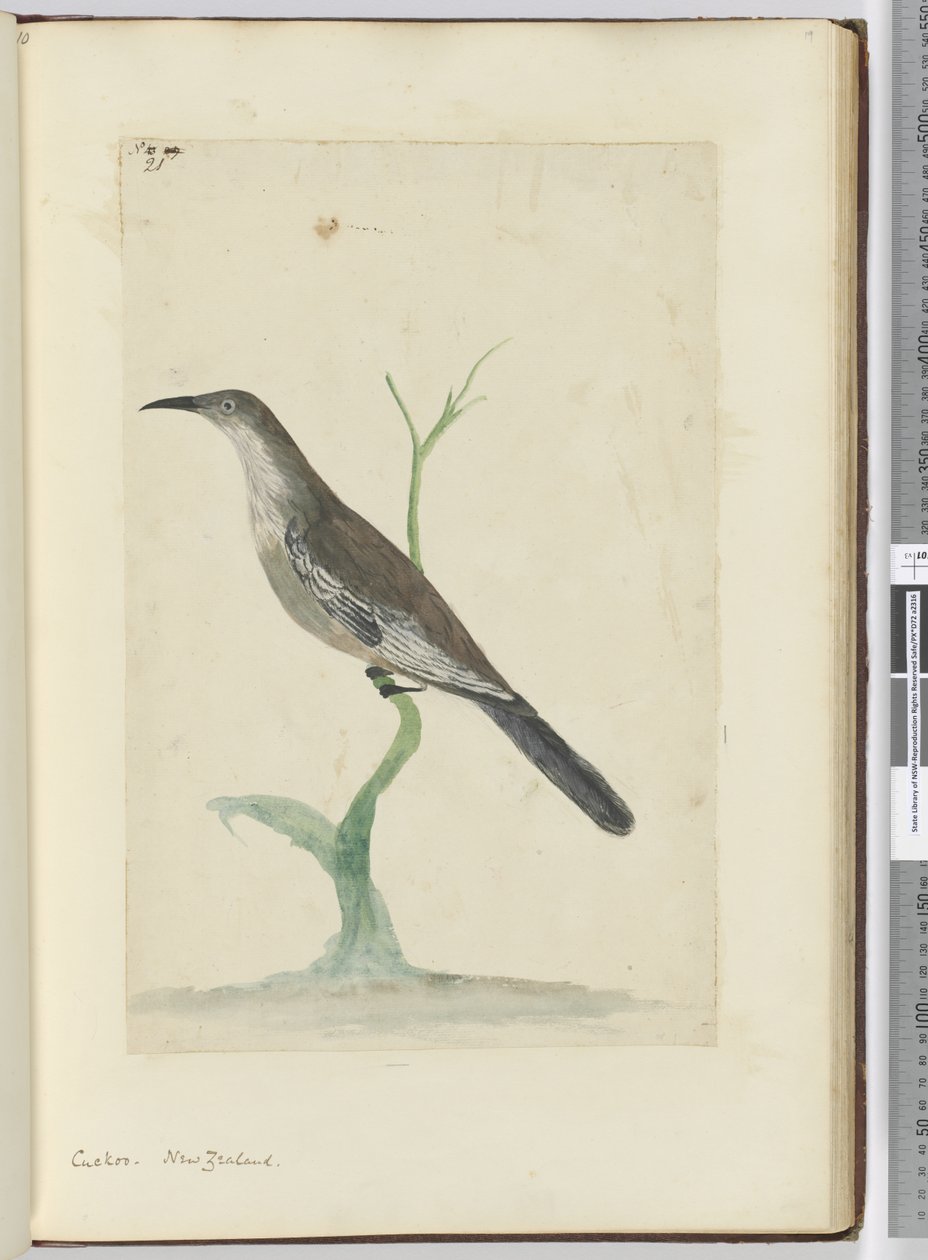 F.21 Gök. Nya Zeeland, 1772-1775 (wc) av Isaac Smith