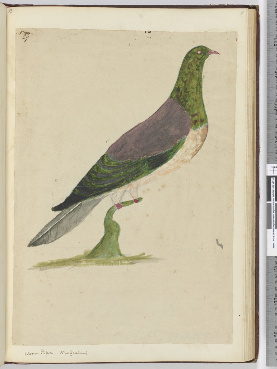 F.27 Skogsduva. Nya Zeeland, 1772-1775 (wc) av Isaac Smith