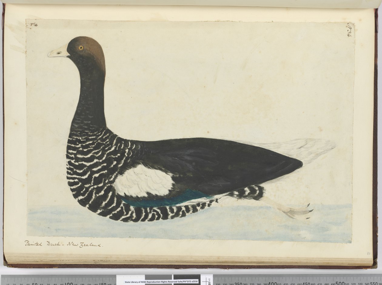 F.34 Målad anka. Nya Zeeland, 1772-1775 (wc) av Isaac Smith