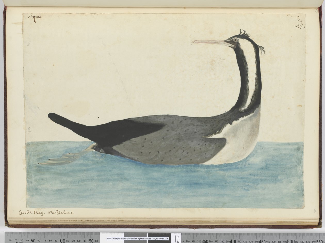 F.47 Crested shag. Nya Zeeland, 1772-1775 (wc) av Isaac Smith