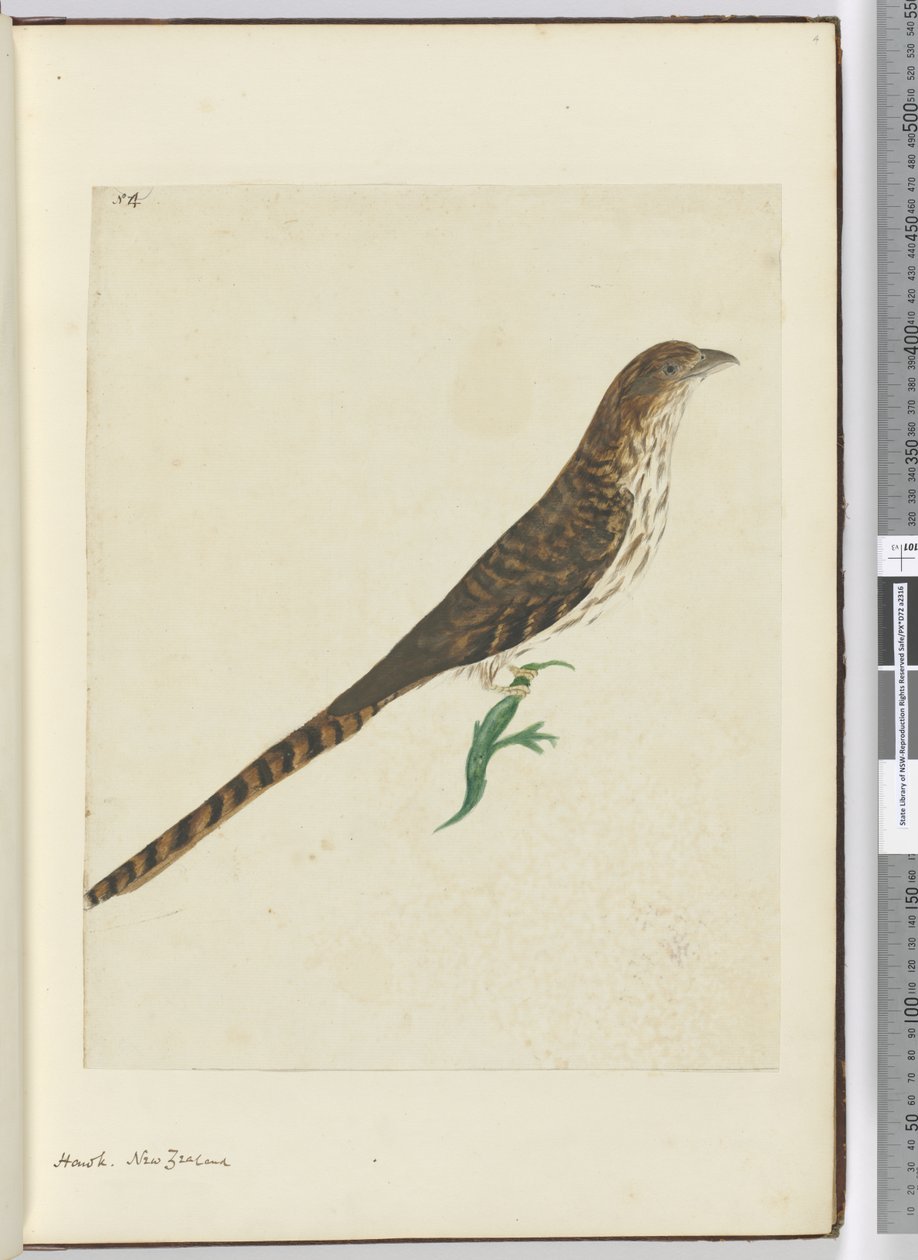 F.4 Hök. Nya Zeeland, 1772-1775 (wc) av Isaac Smith