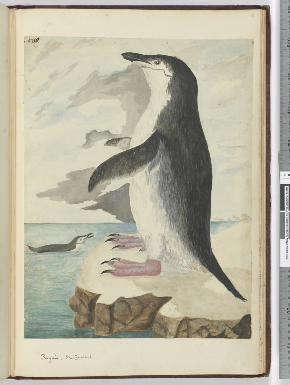 F.50 Penguin. Nya Zeeland, 1772-1775 (wc) av Isaac Smith