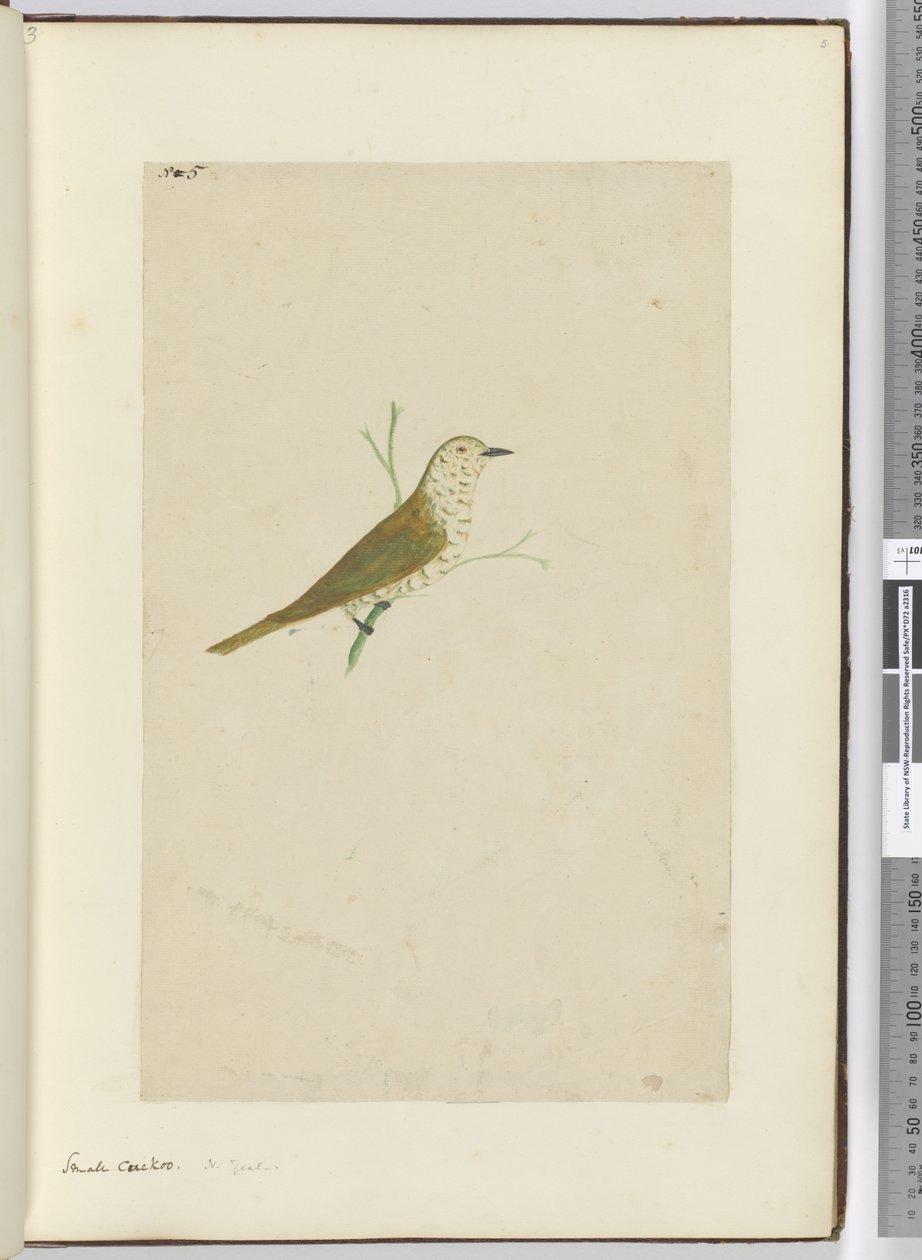 F.5 Liten gök. Nya Zeeland, 1772-1775 (wc) av Isaac Smith