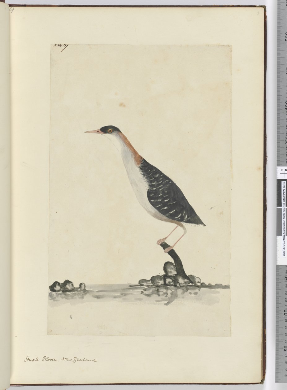 F.7 Småpipare. Nya Zeeland, 1772-1775 (wc) av Isaac Smith