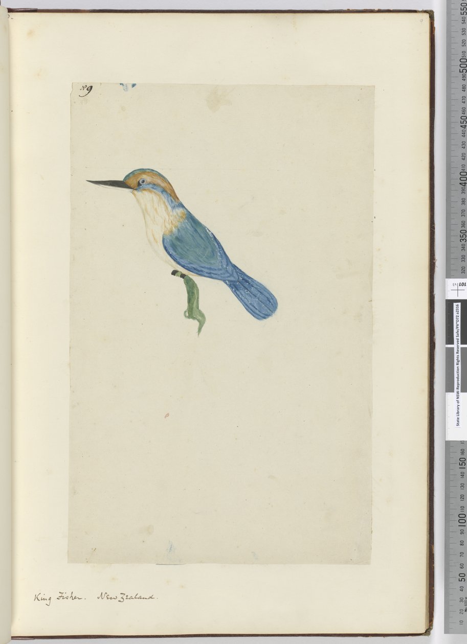 F.9 Kungsfiskare. Nya Zeeland, 1772-1775 (wc) av Isaac Smith