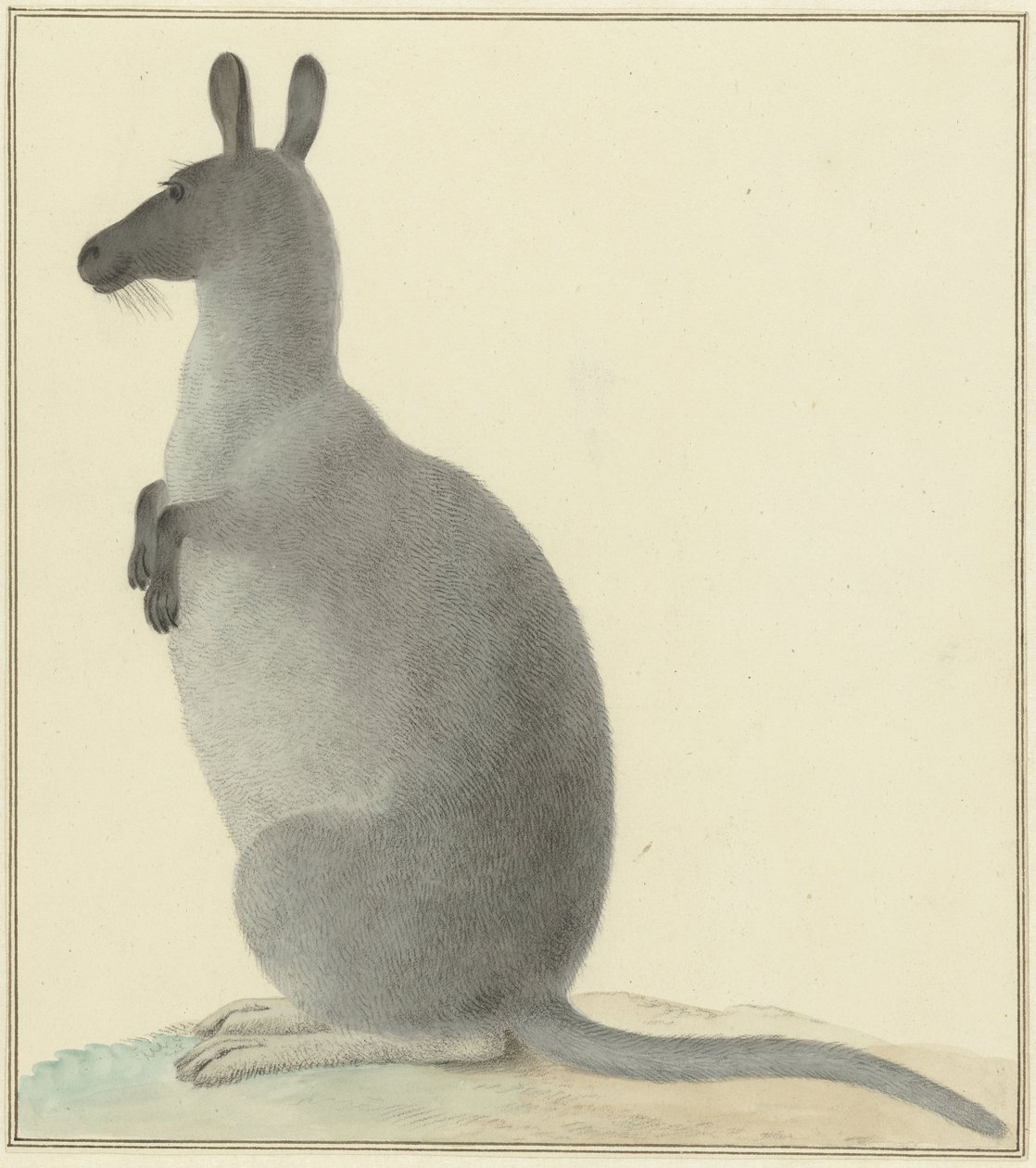 Känguru av Isaac van Haastert