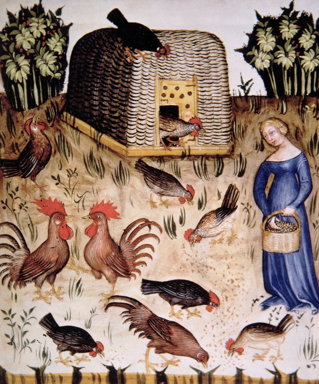 Fol.65r Uppfödningstuppar, illustration från Tacuinum Santiatis Codex Vindobonensis av Italian School