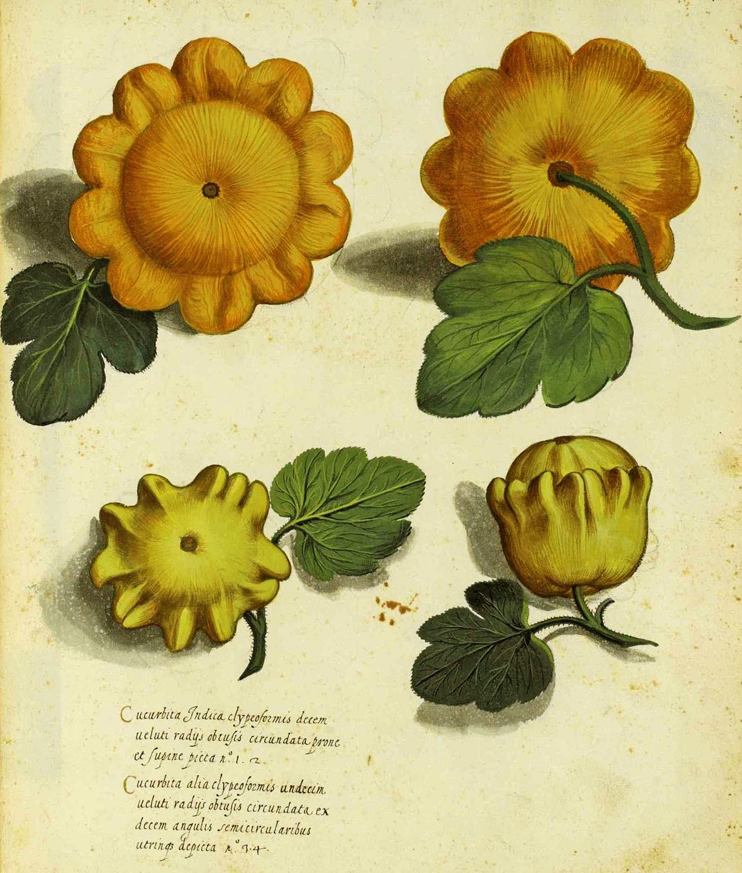 Heirloom Squash av Ulisse Aldrovandi (1522 - 1605) plåt publicerad i Piante Fiori Frutti (handfärgad gravyr). av Italian School