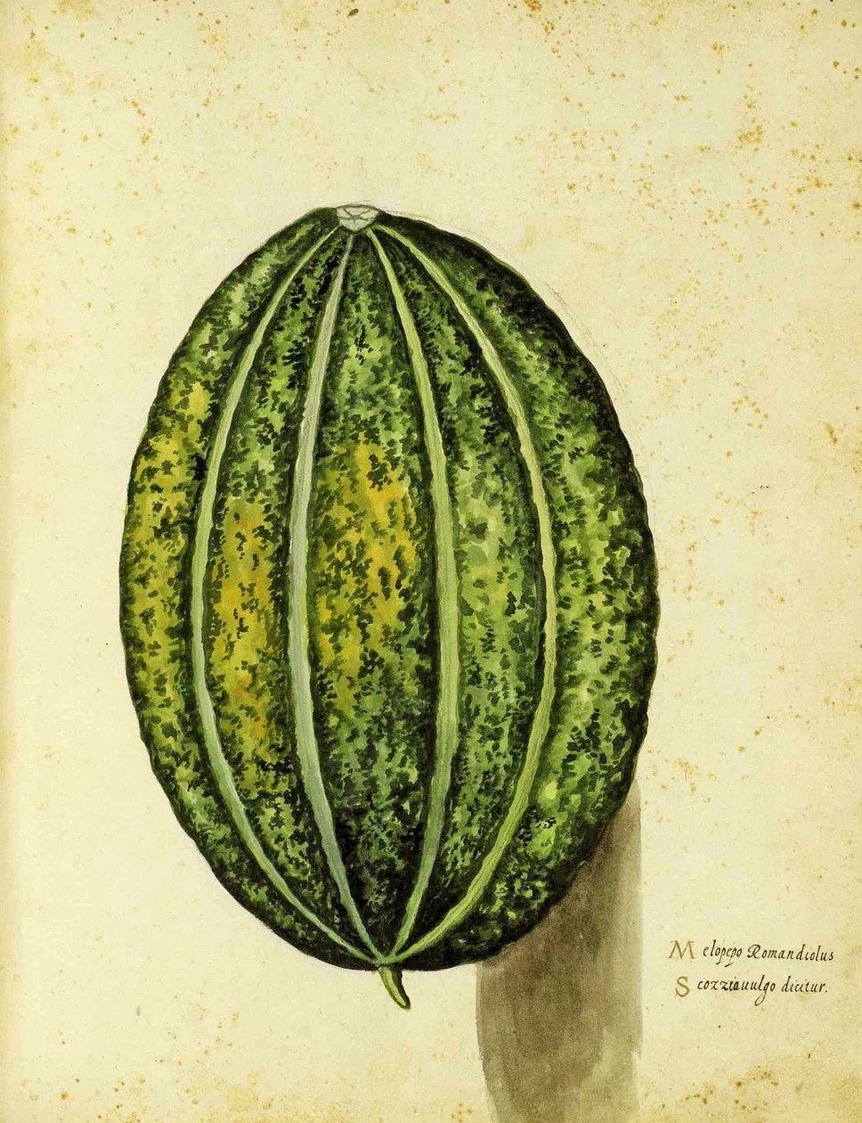 Heirloom Squash av Ulisse Aldrovandi (1522 - 1605) plåt publicerad i Piante Fiori Frutti (handfärgad gravyr). av Italian School