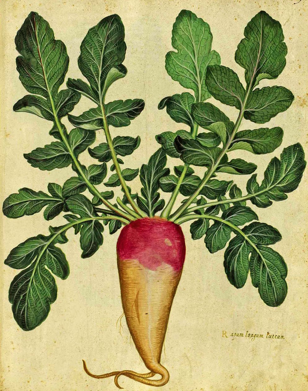 Lång kålrot av Ulisse Aldrovandi (1522 - 1605) plåt publicerad i Piante Fiori Frutti (handfärgad gravyr). av Italian School