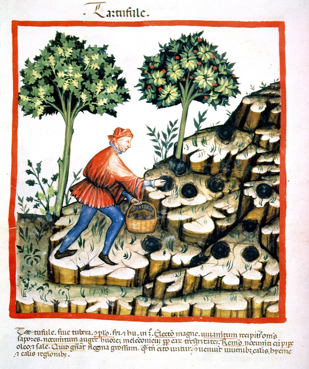 Nova 2644 f.28v Samlar tryffel, från Tacuinum Sanitatis Codex Vindobonensis (se även 130544) av Italian School