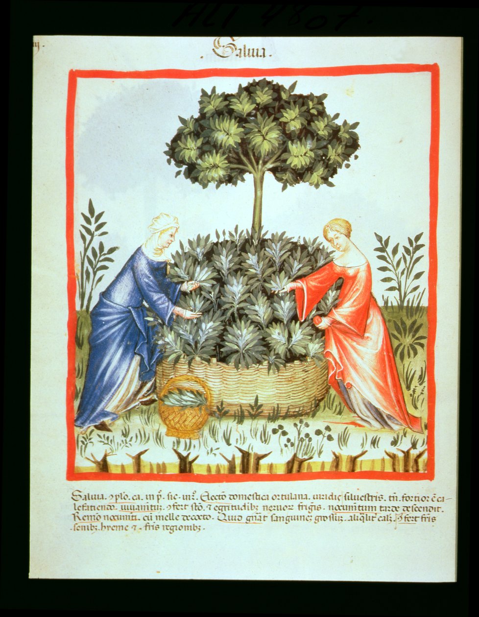Nova 2644 fol.37v Cutting Sage, från Tacuinum Sanitatis av Italian School