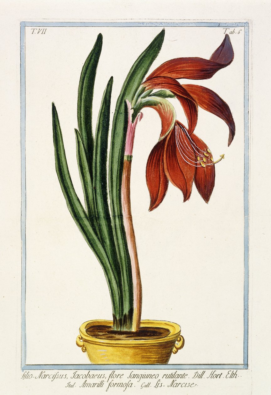 Amaryllis Formosa, 1772-1784 av Italian School