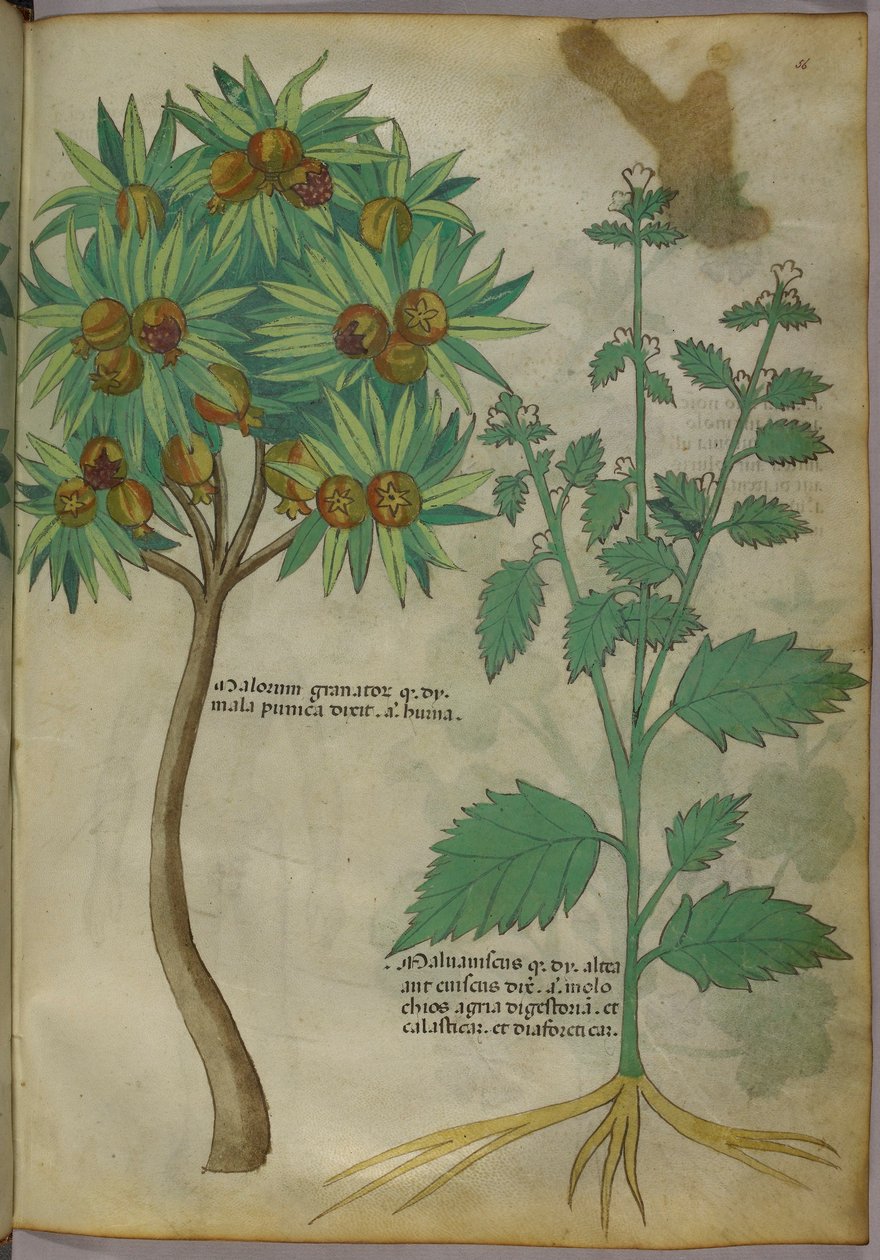Botanisk illustration (bläck & färg på papper) av Italian School