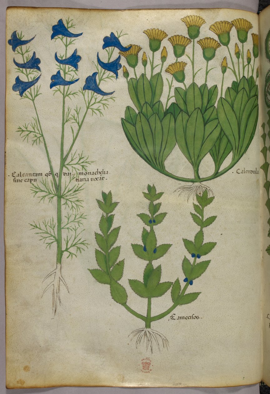 Botanisk illustration, ca 1440 (bläck  färg på pergament) av Italian School