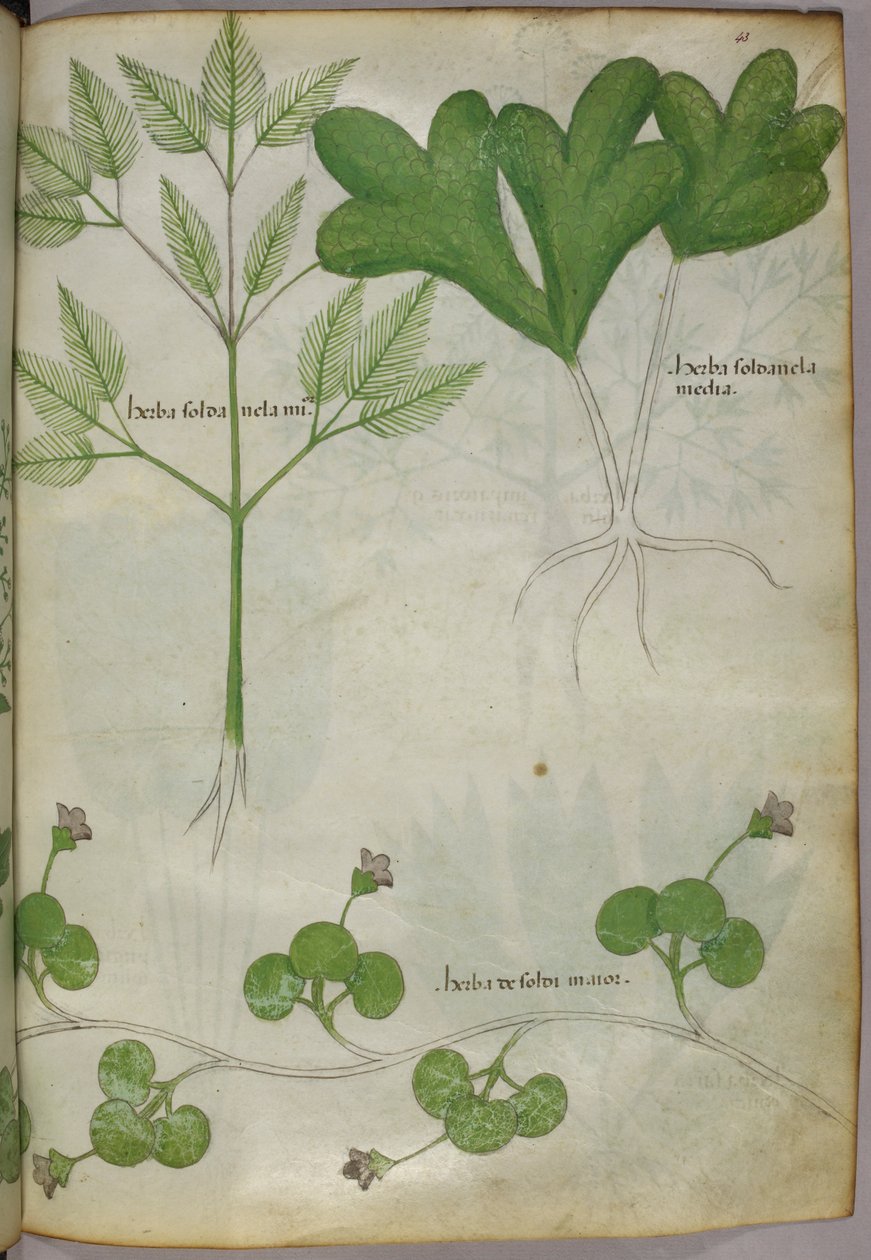 Botanisk illustration, ca 1440 (bläck  färg på pergament) av Italian School