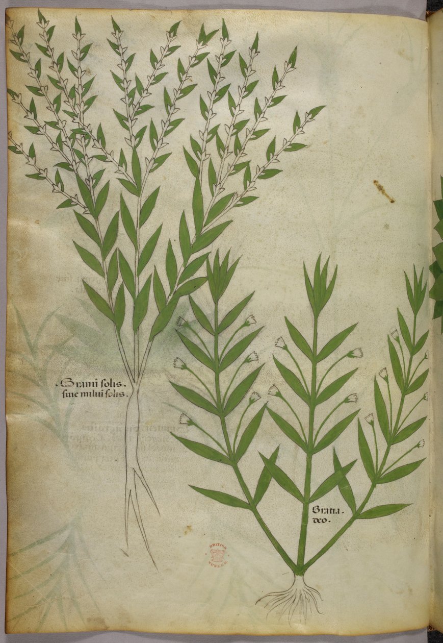 Botanisk illustration, ca 1440 (bläck  färg på pergament) av Italian School