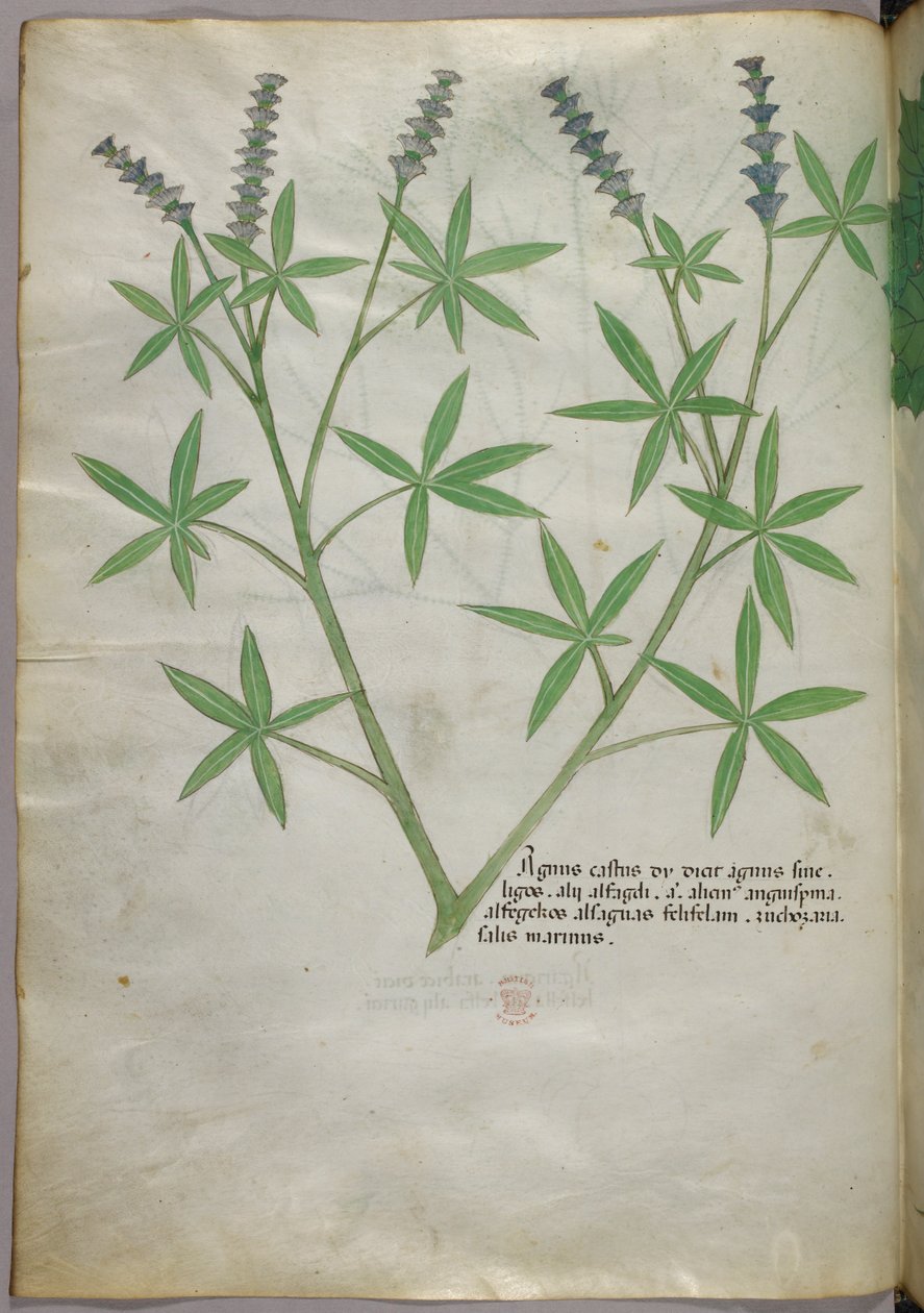 Botanisk illustration, ca 1440 (bläck  färg på pergament) av Italian School