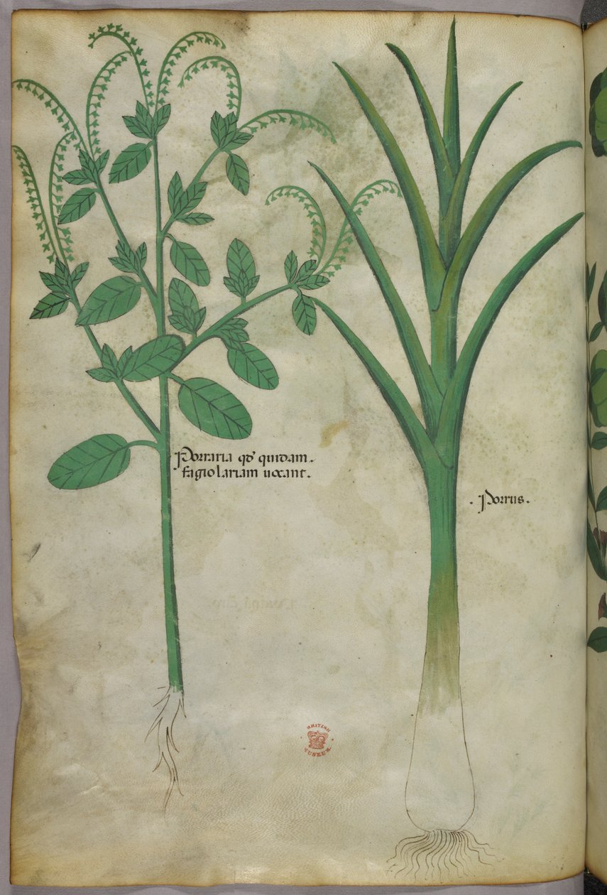 Botanisk illustration, ca 1440 (bläck  färg på pergament) av Italian School