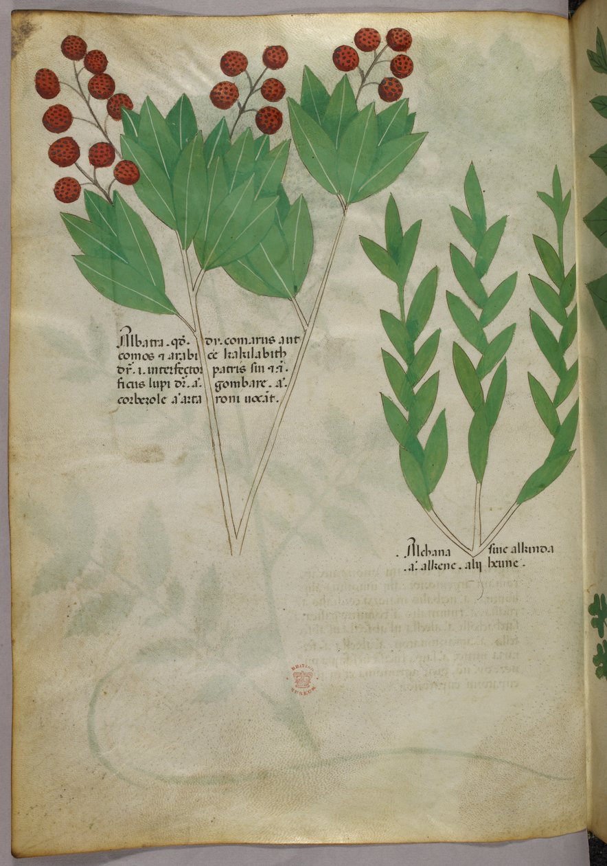 Botanisk illustration, ca 1440 (bläck  färg på pergament) av Italian School